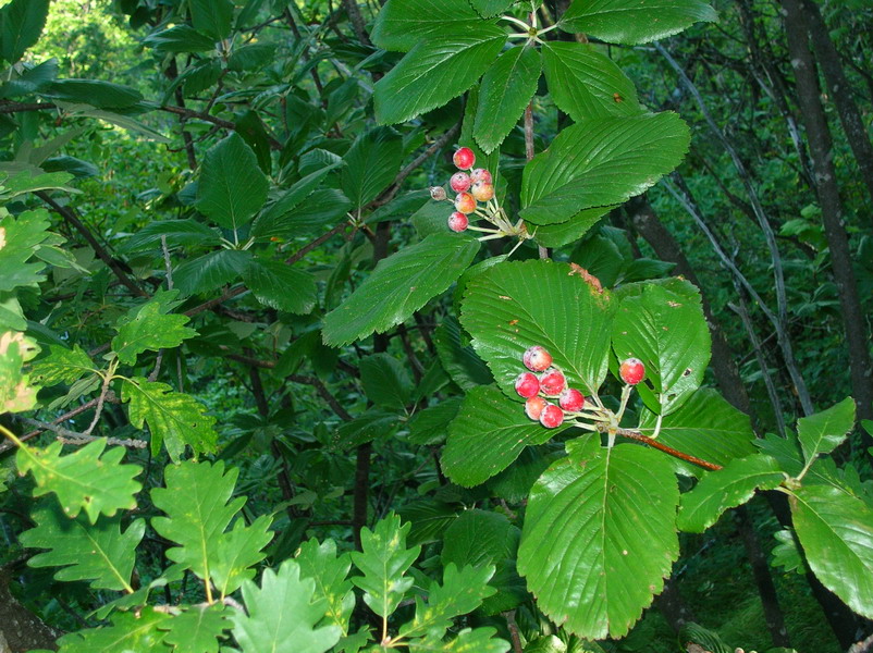 Sorbus aria